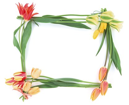 Arc, Lalea, Natura, Flori
