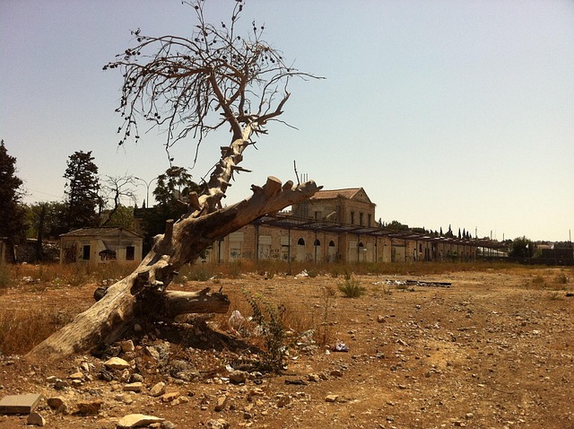Árbol, Árboles, Sale De, Naturaleza