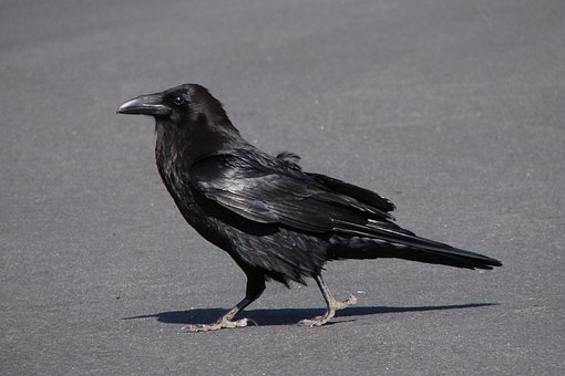 crow images pixabay download