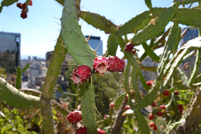 Free Cactus Nature photo and picture