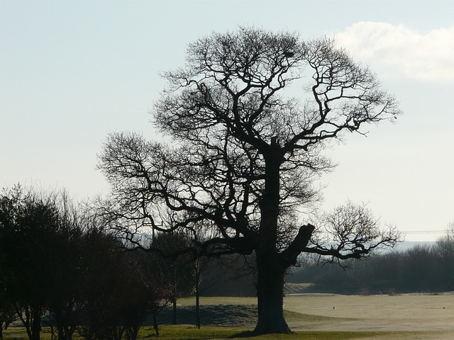 Free Tree Nature photo and picture