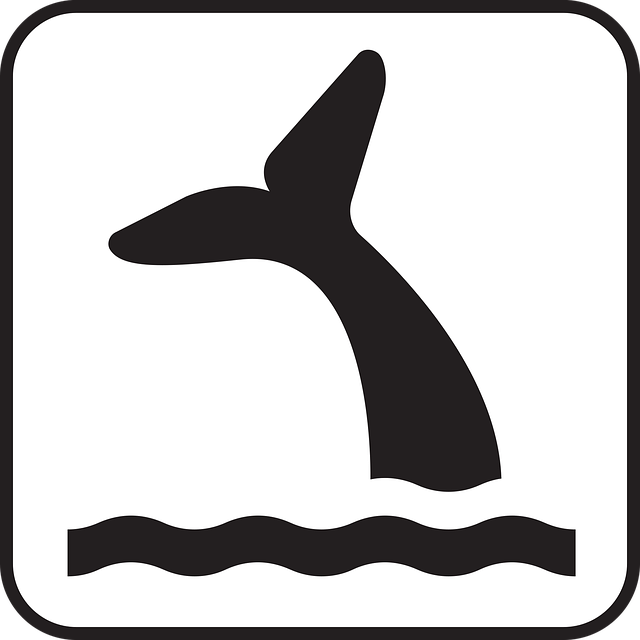 Free whale cetacean wildlife vector