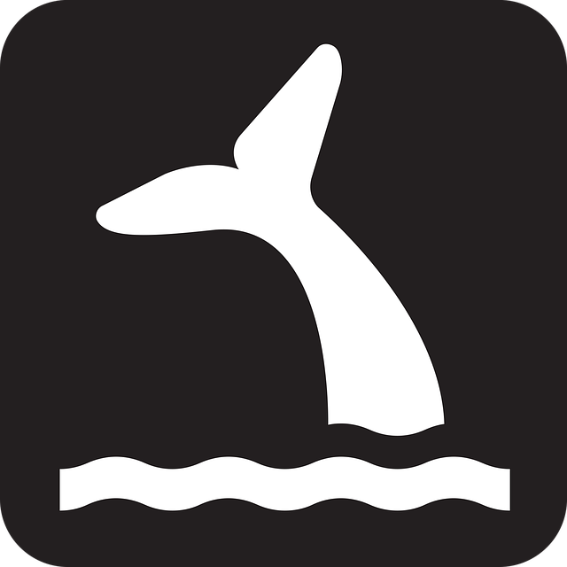 Free whale nature cetacean illustration