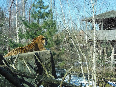 Sibirischer Tiger, Raubtier