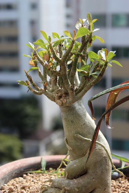 Free Ginseng Benjamin Potted Plant photo and picture