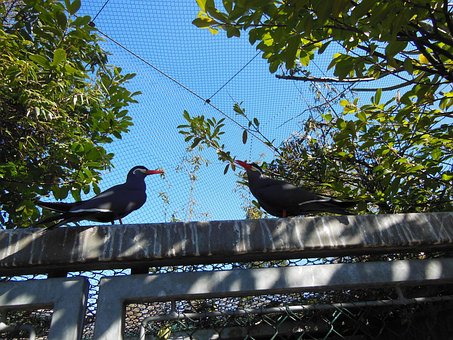Vögel, Inka Seeschwalben