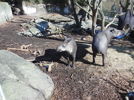 Tapir, Flachland Tapir