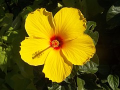 Hibiscus Syriacus - Free photo on Pixabay