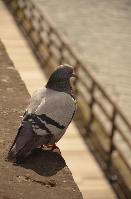 Pombo, Pássaro, Água, Metz, França