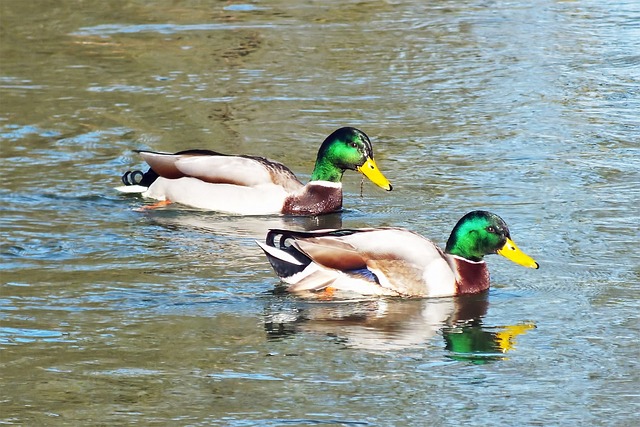 Free Ducks Wild Duck photo and picture