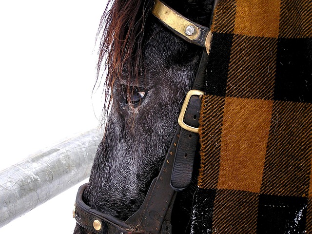 Free Horse Animal photo and picture