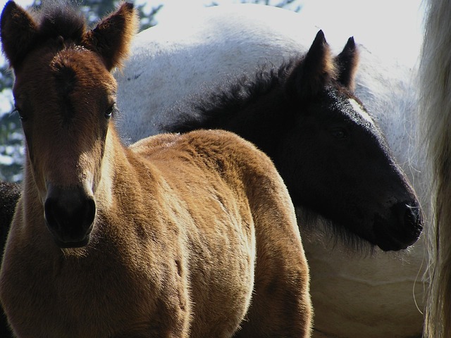 Free Foals Horses photo and picture