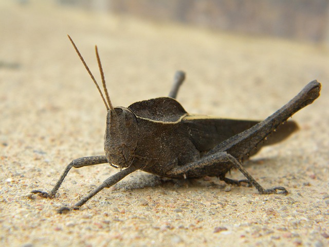 Free Insect Grasshopper photo and picture