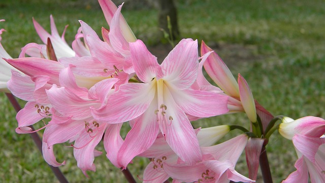 Free Lilies Flower photo and picture
