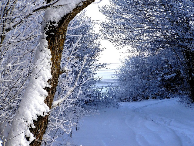Free Winter Snow photo and picture