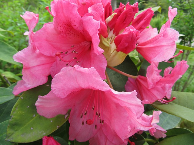 鲜花, 春天, 粉色