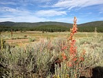 wildflowers, high desert, wilderness