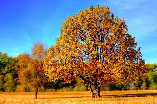 Arbre, Parc, Automne, Tombe, Feuillage