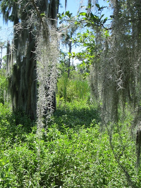 Free Barataria Swamp photo and picture
