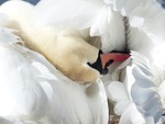 mute swan, swan, clean