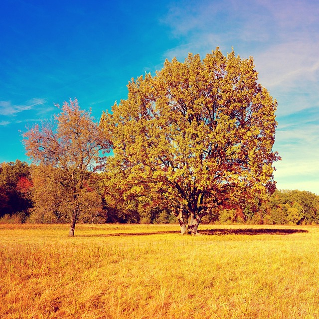 Free Fall Autumn photo and picture
