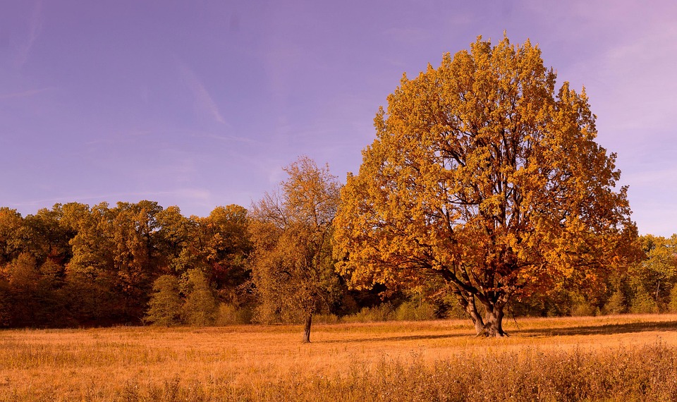 Fall Colors Leaves Autumn - Free photo on Pixabay