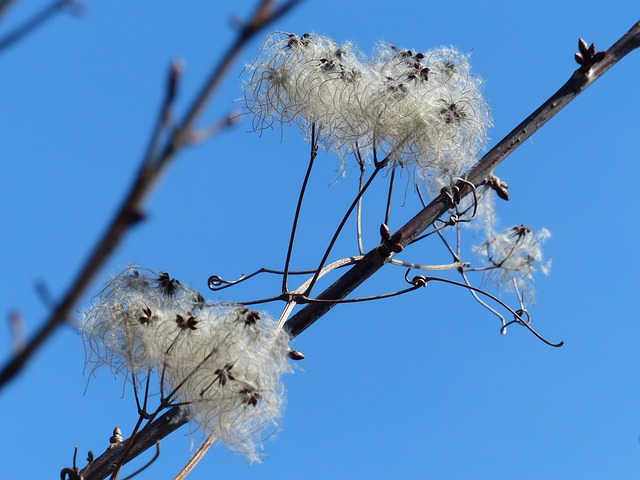 Free Common Clematis Fruit Stands photo and picture