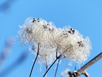clematis vitalba, pods, soft