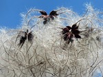 clematis vitalba, pods, soft