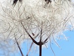 clematis vitalba, pods, soft