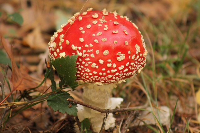 Rood, Paddestoelen, Rode Paddestoel