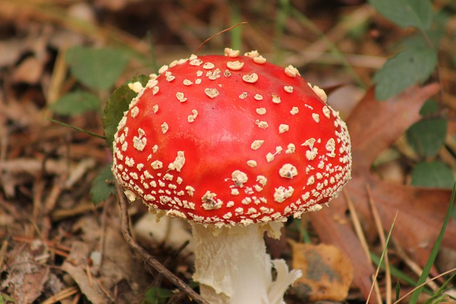 Rood, Paddestoel, Flora, Rode Vruchten