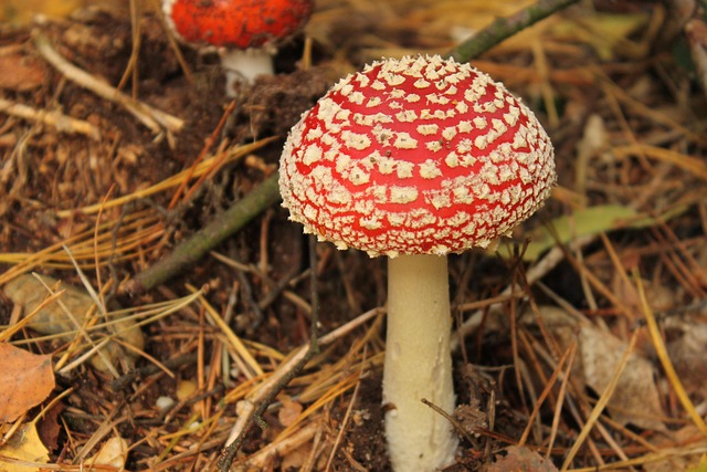 Rood, Paddestoel, Bloem, Echte