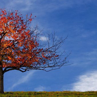 Baum, Herbst, Laub, Herbstlaub