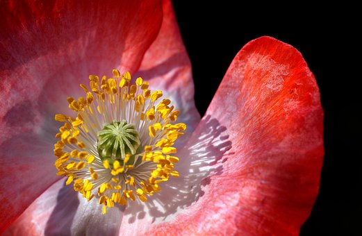 Mohn, Mohnblüte, Makro, Nahaufnahme