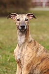 whippet, dog, canine