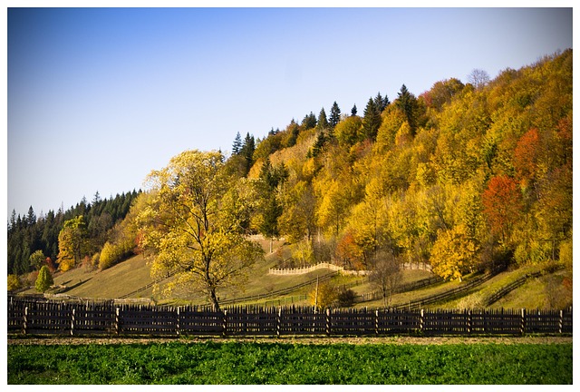 Free Tree Forest Fall photo and picture