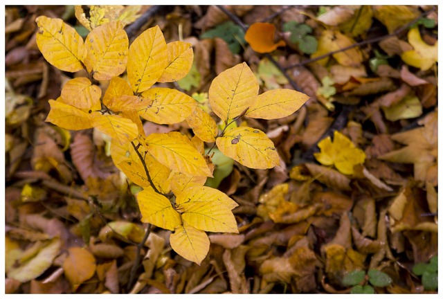 Free Fall Fall Foliage photo and picture