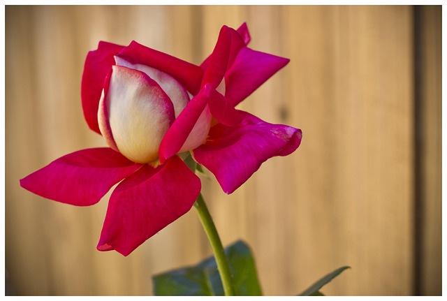 Free Flower Rose Flower photo and picture