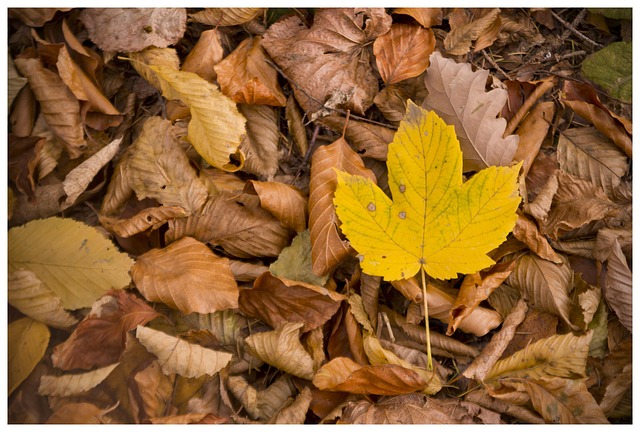 Free Fall Autumn photo and picture