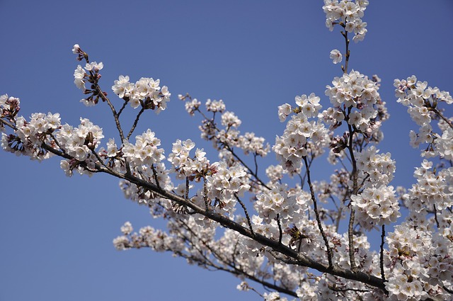 Free Cherry Tree Japan photo and picture