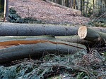 forest work, wood casework, tree trunks