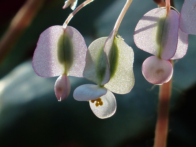 Begonya Bow Bloomer