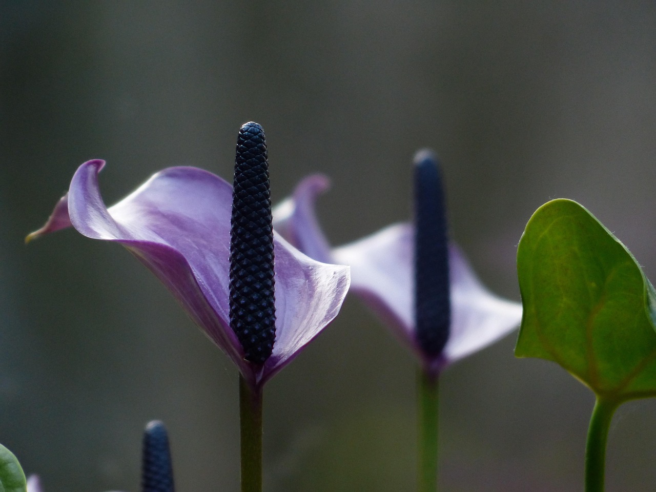spathiphyllum, sheath leaf, flower, blossom, flower background, bloom, purple, violet, leaf flag, a leaf, peace lily, nature, arum family, araceae, spathiphyllum cannifolium, houseplant, ornamental plant, inflorescence, flower wallpaper, spathe, bract, beautiful flowers, cusps, spadix, leaf, exotic, tropical