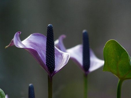 grote vagina beelden