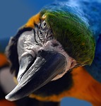 ara, yellow macaw, parrot