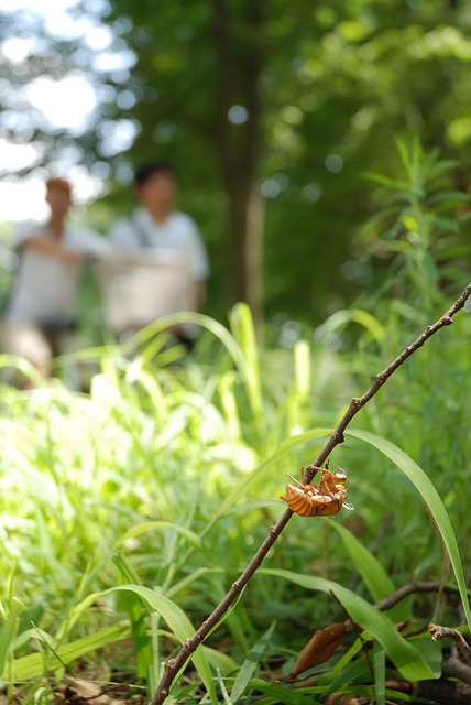 Free Cicada Shell photo and picture
