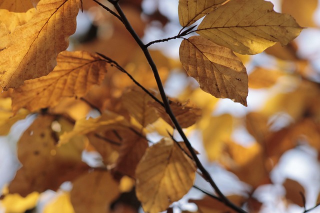 Val, Bladeren, Herfstkleur, Natuur