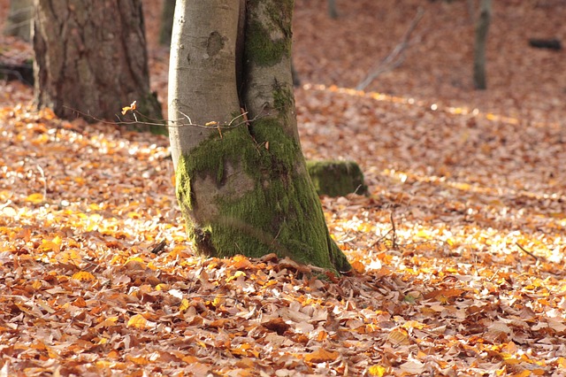 Herfst Bos, Natuur, Bladeren, Bosgrond