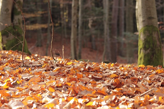 Bladeren, Natuur, Woud, Val